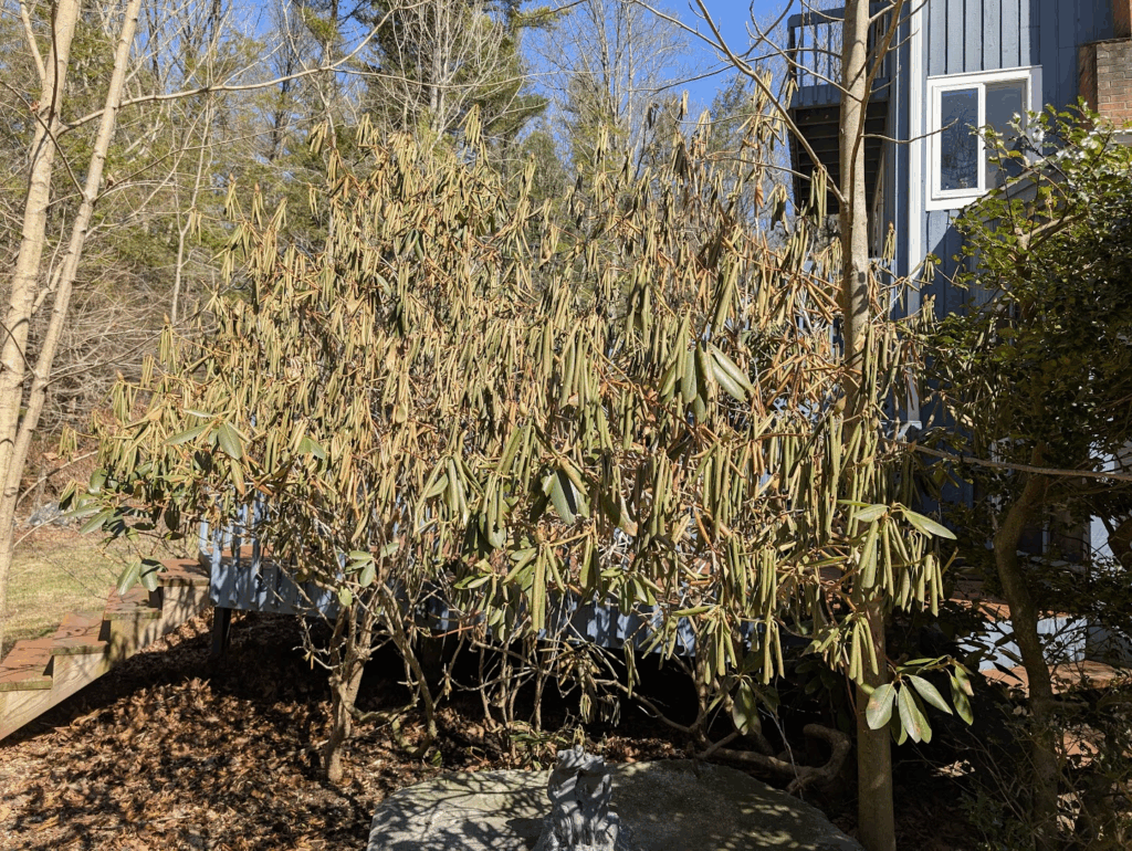 My favorite rhododendron, wilted from severe winter burn.
