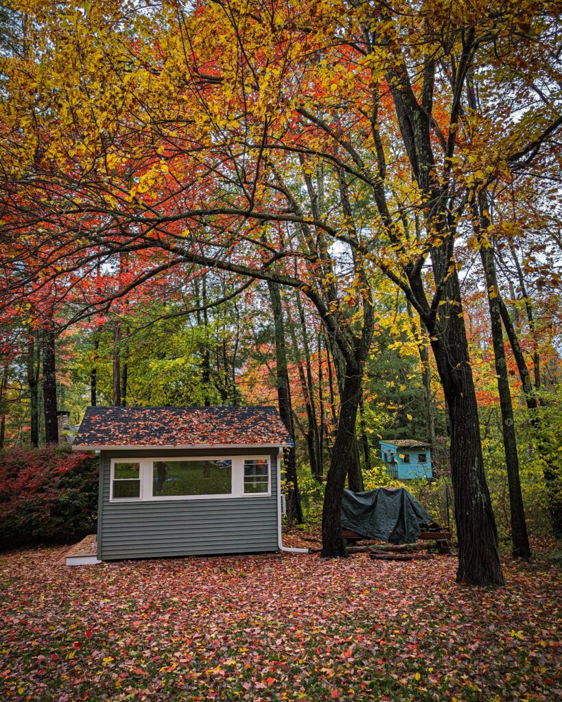 A shed and a tree house in a forested setting, sprinkled with red and yellow autumn leaves through dappled light from above