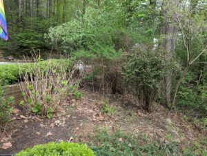My overcrowded hydrangea bed before: