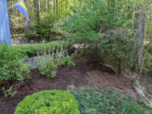 After! Added cedar mulch and it looks much tidier now.