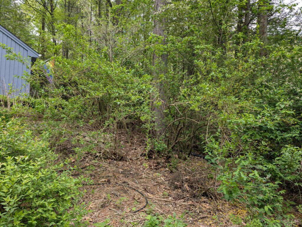Before: a thicket of invasive honeysuckle, forsythia, and poison ivy that's embarrassed me for ages. There used to be a garden bed here, but it's been completely swallowed up by the honeysuckle.