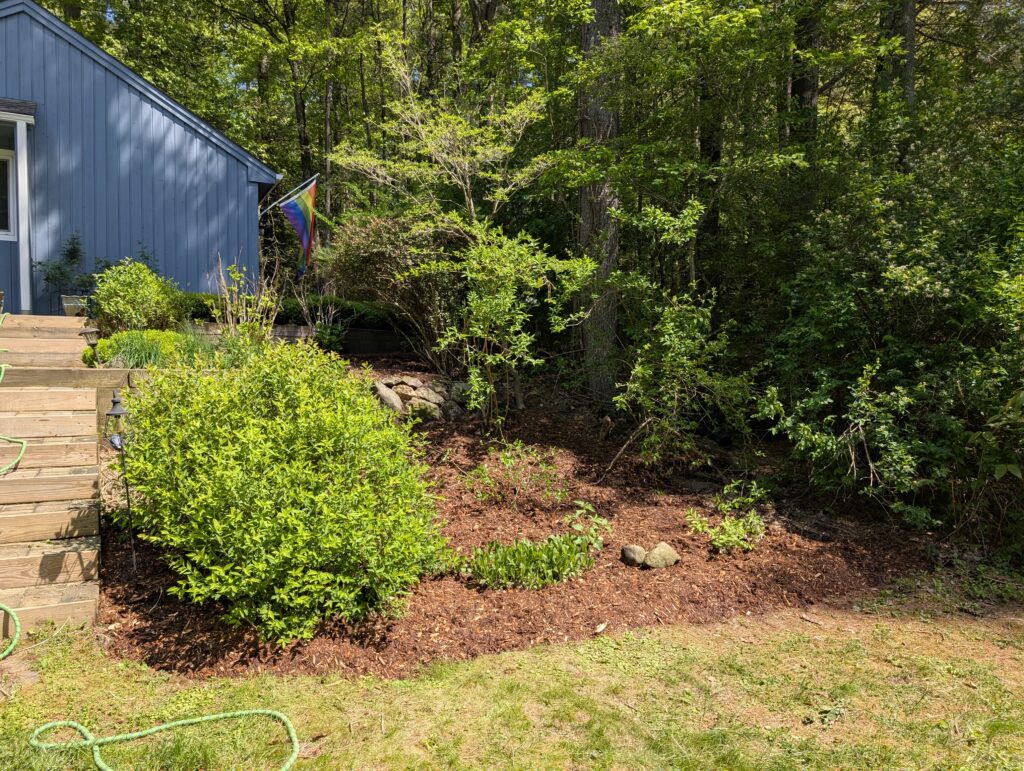 After! I'd found a buried azalea bush in the mess, so transplanted it to the middle, added some daisies I'd split from elsewhere, and tamed the forsythia. Will probably add more later, but for now: it breathes!