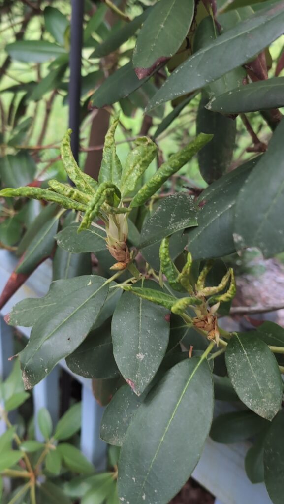 The fresh growth came in curled and malformed from pest damage. I suspect gall midges.